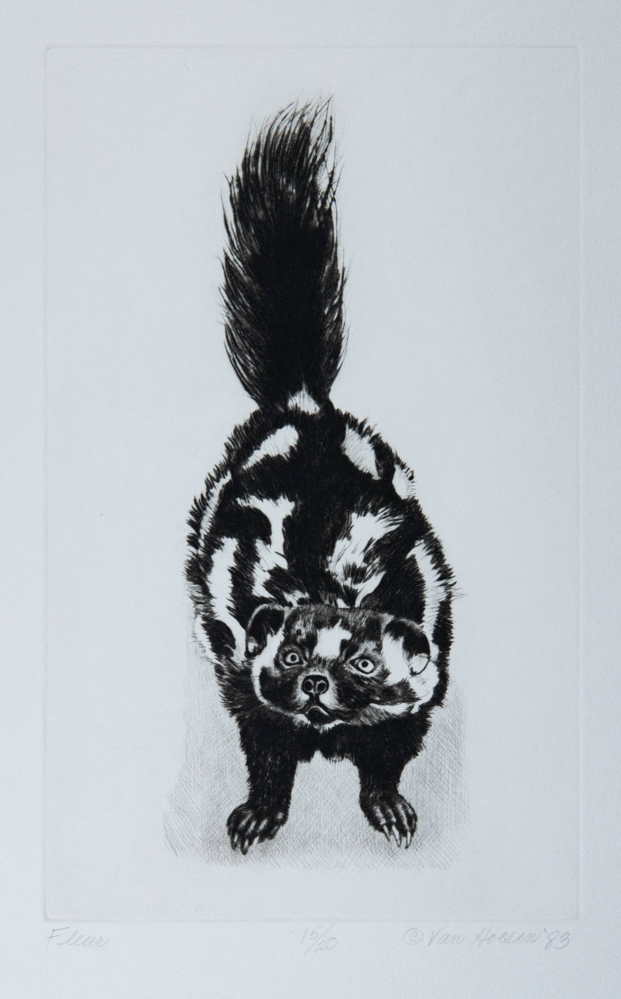 Black and white print of a skunk.